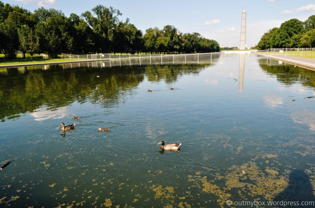 Washington Memorial under restoration. Ducks must be enjoying their stroll too!